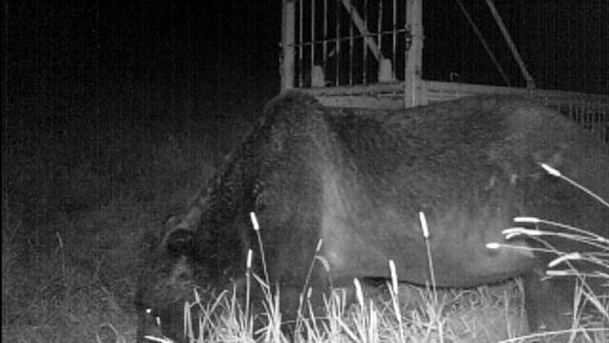 야간감시카메라에 찍힌 '닌자 곰' OSO18. 사진 홋카이도 시베차초
