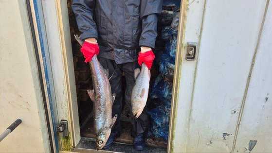 지난 21일 서낙동강어촌계원이 강준치 등 포획한 유해 어종을 들어 보이고 있다. 김민주 기자