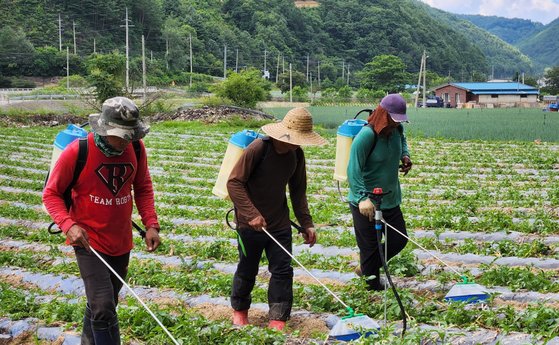 한국 농촌에서 일하는 외국인 계절근로자. 이 기사와 직접 관련 없는 자료 사진. [중앙포토]