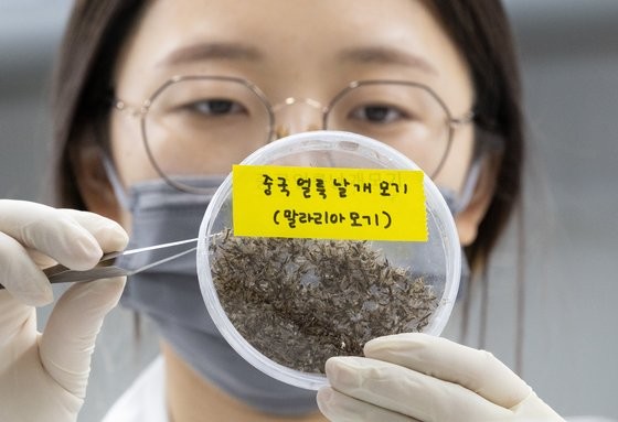세계 말라리아의 날인 지난 4월 25일 경기도 수원시 권선구 경기도보건환경연구원에서 연구원들이 채집한 모기를 분류하고 있다. 뉴스1