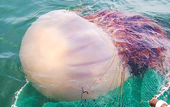크기 2m, 무게 150gk까지 자라는 노무라입깃해파리는 그물을 찢거나 어획물 품질을 떨어린다. 사진 연합뉴스