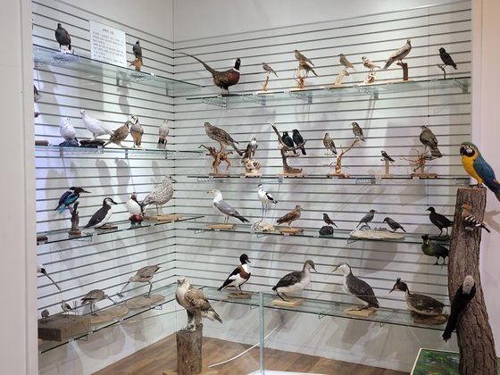 신안철새박물관에서 볼 수 있는 박제된 새들. 흑산도를 찾는 다양한 새를 볼 수 있다.