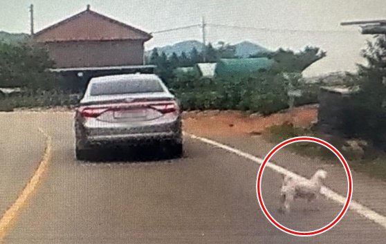가족 여행 중 도로에 개를 유기하고 간 승용차를 봤다는 사연이 알려졌다. 온라인 커뮤니티 캡처