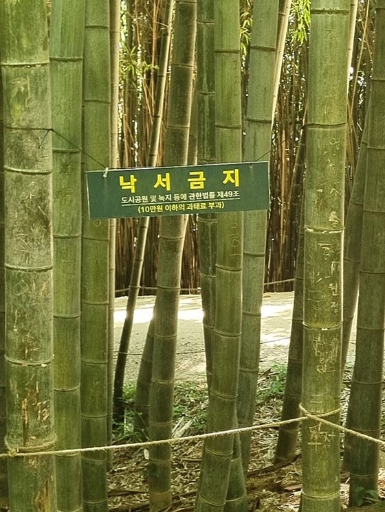 전남 담양군 죽녹원 내 대나무숲에 '낙서금지' 팻말이 걸려있다. 사진 담양군