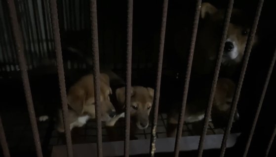 울진 구조견 90여 마리는 2022년 9월 김포의 한 개농장으로 옮겨졌다. B씨는 “오후 1시에 찍은 영상이다. 플래시를 틀지 않으면 앞이 보이지 않았다”며 “질병 의심 개가 6명이었지만 치료를 받은 개들은 2마리뿐