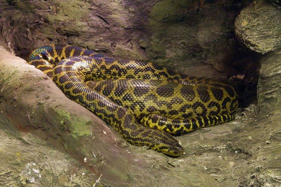 인도네시아에서 한 여성이 뱀의 배 속에서 시신으로 발견됐다. 사진은 비단뱀 자료사진. 사진 픽사베이