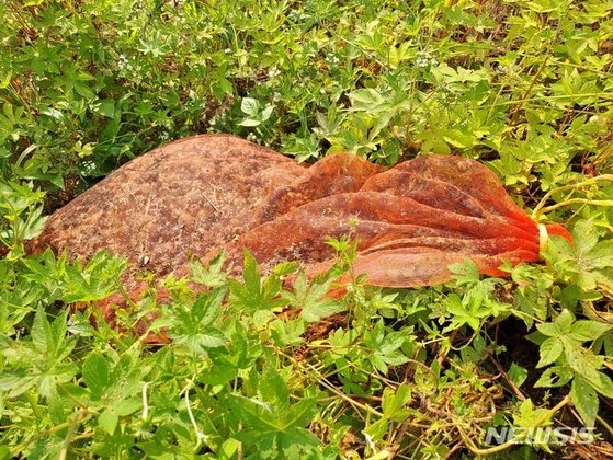 지난달 28일 오후 전남 함평군 한 풀숲에서 왕우렁이가 방치된채 썩어가고 있다. 뉴시스