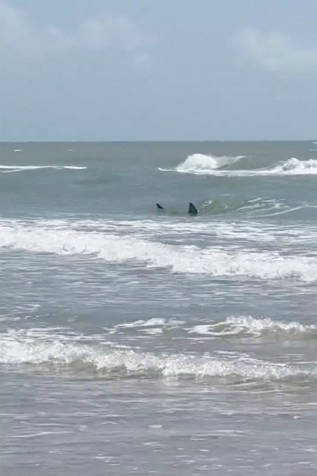 미국 텍사스 한 해변에서 출몰한 상어. AP=연합뉴스