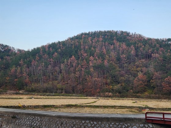 경남 밀양과 함께 특별방재구역으로 지정된 포항 호미곶 인근 야산, 산 곳곳의 소나무가 단풍이 든 것처럼 변해 있다. 사진 산림청