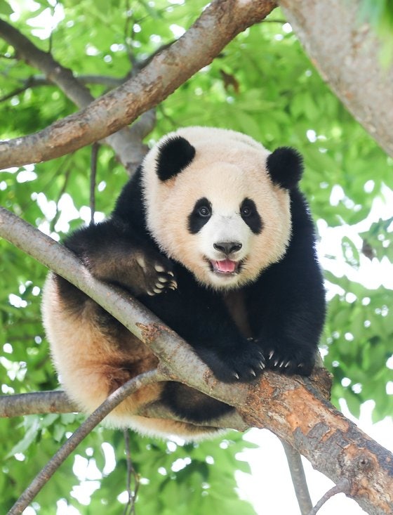사랑스럽고 무해한 존재의 대표격 ‘푸바오’.