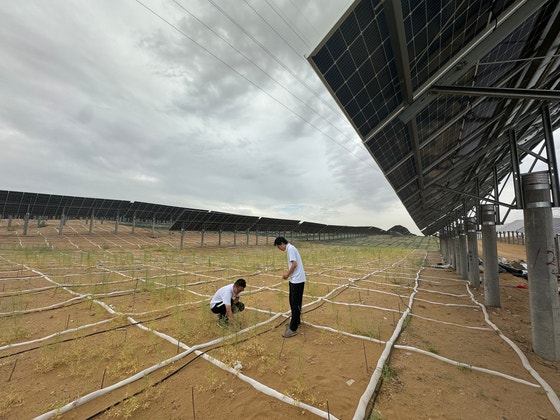 중국 쿠부치 사막에 설치된 태양광 패널 아래에 식물을 심는 모습. 태양광 시설은 토양 수분 함량을 증가시켜 식물의 생장을 돕는 것으로 알려졌다. 신화통신=연합뉴스