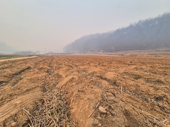 파천면 송강리에 사는 이명식(80)씨가 전날 산불 당시 아내와 피신했던 마을 뒤편 농지. 최종권 기자