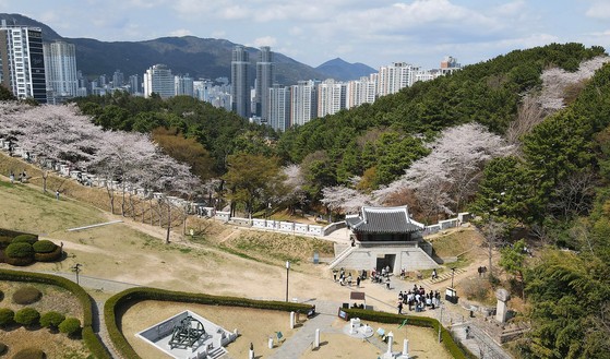 ‘벚꽃 성곽’ 품은 동네…동래로 봄마실