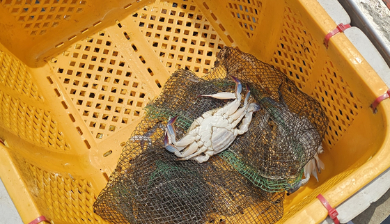 지난 24일 조업을 마치고 충남 보령시 대천항에 돌아온 진양3호의 수산물 박스 안에 꽃게 두 마리가 놓여 있다. 꽃게 성어기지만 이미 죽어 있는 꽃게만 그물에 걸렸다. 정은혜 기자