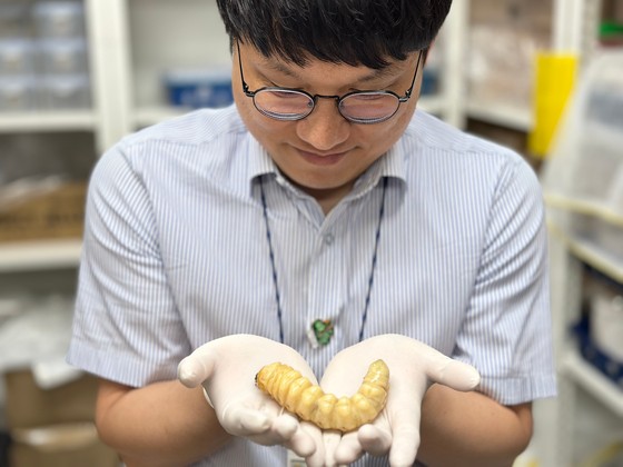 국립수목원 연구원이 장수하늘소 애벌레를 손에 들고 있다.천권필 기자