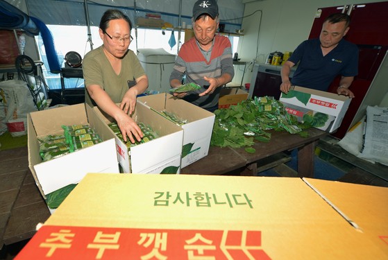 금산군 추부깻잎연합회 농민들이 깻잎을 포장하고 있다.김성태 객원기자