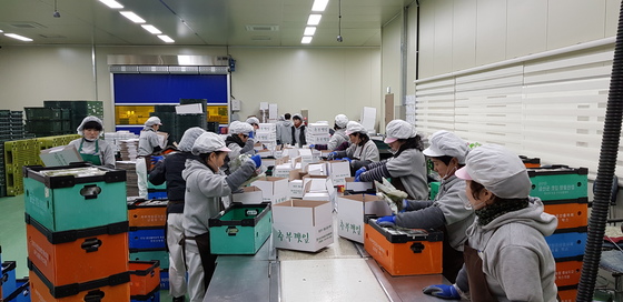 충남 금산군 추부면 만인산 농협에서 농민들이 깻잎을 포장하고 있다.중앙포토