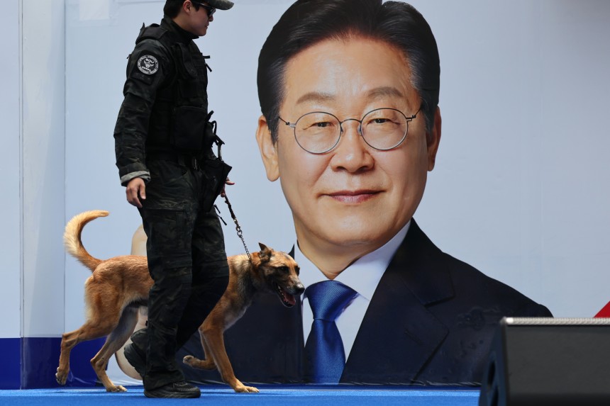 13일 오후 대구 중구 동성로에서 이재명 더불어민주당 대선 후보의 집중 유세가 열리기에 앞서 경찰특공대 폭발물 탐지견이 무대를 탐색하고 있다. 김성룡 기자