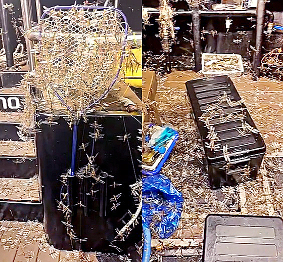 지난 18일 새벽 제주시 한경면 수월봉 인근 앞바다에서 조업하던 낚싯배에 날아든 잠자리 떼. 사진 JIBS 캡처