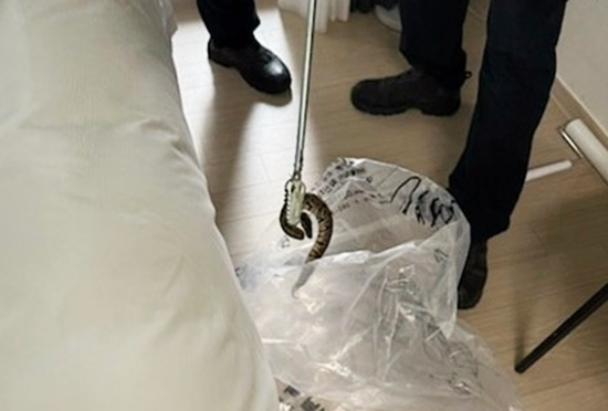 강원 양양의 한 호텔에서 발견된 볼파이톤. 사진 강원도소방본부
