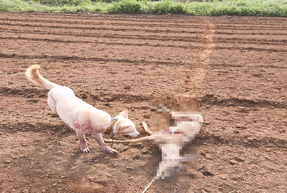 노루 사체로 사냥개를 훈련하는 장면. 사진 제주도 자치경찰단