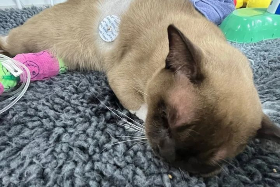 세탁기에 갇혔다가 살아남은 고양이 ‘파블로’. 사진 SASH 캡처