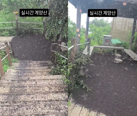 28일 인천 계양산에 러브버그 모습. 사진 인스타그램 kimlark34 영상 캡처