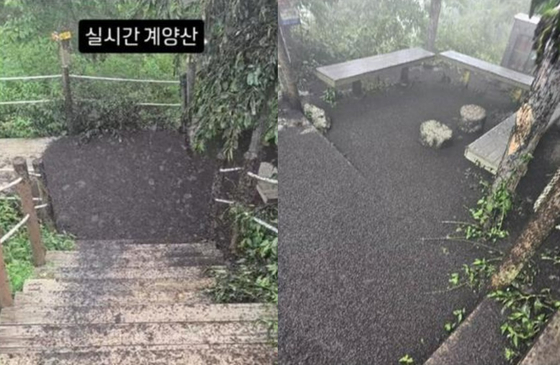 지난 28일 인천 계양구 계양산 정상을 점령한 러브버그 사체들. 사진 블로그·인스타그램 캡처