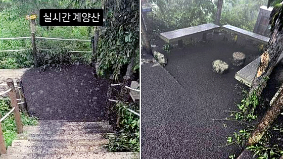 지난달 28일 인천 계양구 계양산 정상을 점령한 러브버그 사체들. 사진 블로그·인스타그램 캡처