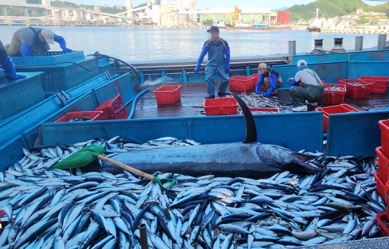 삼척 앞바다에서 잡힌 황새치. 연합뉴스
