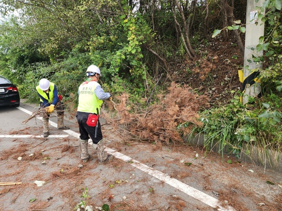 포항 덮친 ‘소나무 불치병’…“4000억 쏟아부어도 속수무책”