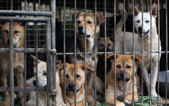 2018년 4월 10일 오후 경기도 남양주시의 한 식용견 농장에서 도살을 앞둔 개들이 구조의 손길을 기다리고 있다. 뉴스1