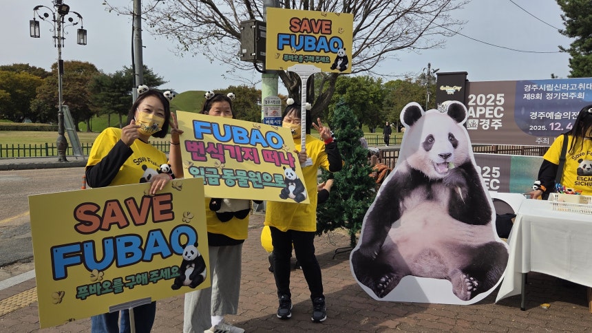 30일 경북 경주시 황리단길 일대에서 '푸바오와 푸덕이'라는 동물단체가 집회를 열고 있다. 뉴스1