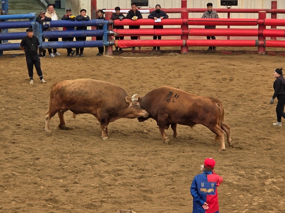 “전통 문화” vs “동물 학대” 논란 속 싸움소들 청도서 격돌