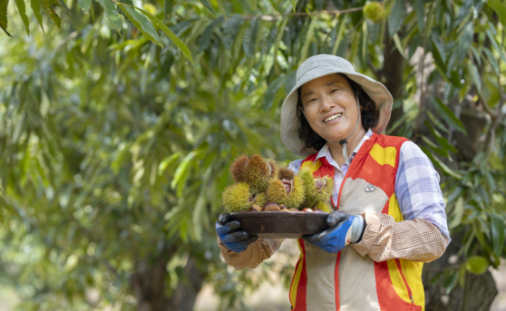 껍질 한번에 벗겨지는 밤 덕분에 연매출 1억! 대박