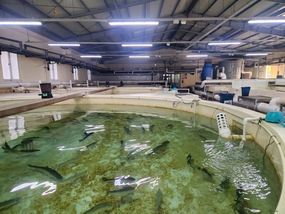 바다 없이도 알 낳는다…진화한 K연어, 수입연어 대체하나 [르포]