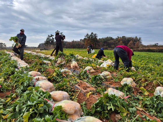 시골식당선 '고수 반찬' 내준다…'농촌 큰손' 된 외국인 근로자