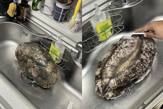 "진짜 비린내 날 듯" 93만뷰 터졌다…놀라운 '25㎝ 전복' 정체