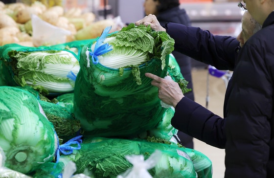 24일 서울 시내 한 대형마트에서 시민들이 배추를 살펴보고 있다.뉴시스