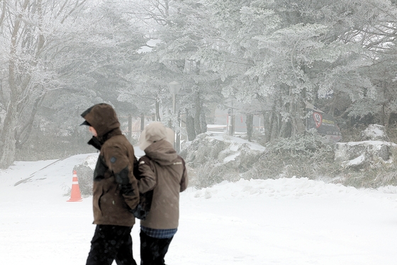 지난 3일 오전 한라산 1100고지에 폭설이 쏟아지고 있다.연합뉴스