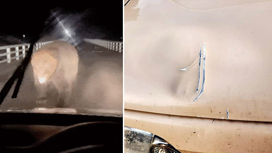 거대한 불곰이 차량을 덮치는 모습(왼쪽),<a href=