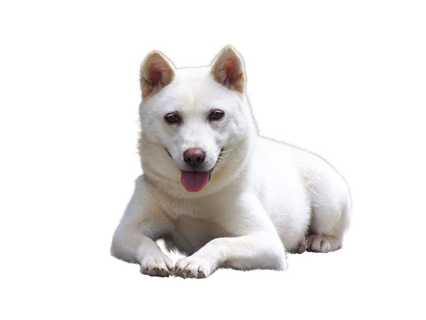 기사 내 특정 내용과 직접적 연관 없는 개 자료사진.연합뉴스