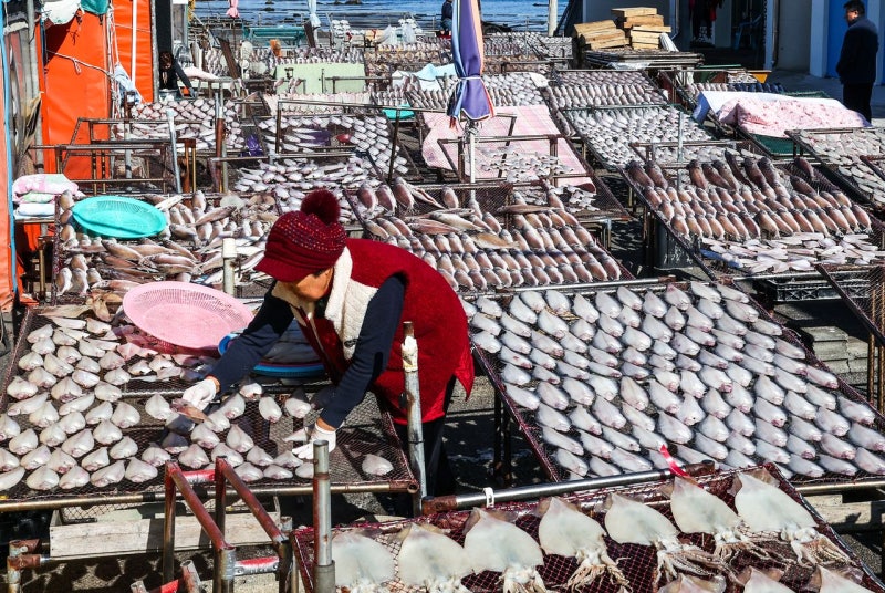 [사진] 제수용 생선 말리는 어민