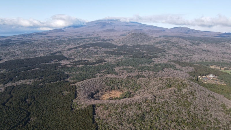 1시간 걸으니 신비한 삼나무 숲…지브리 애니 같았다