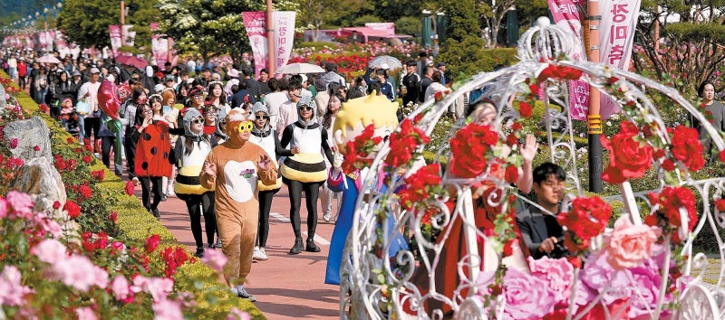 [자연이 빚고, 마음이 쉬어가는 강원] 장미 이야기 가득 … 꽃 감상 넘어 체험축제 연다