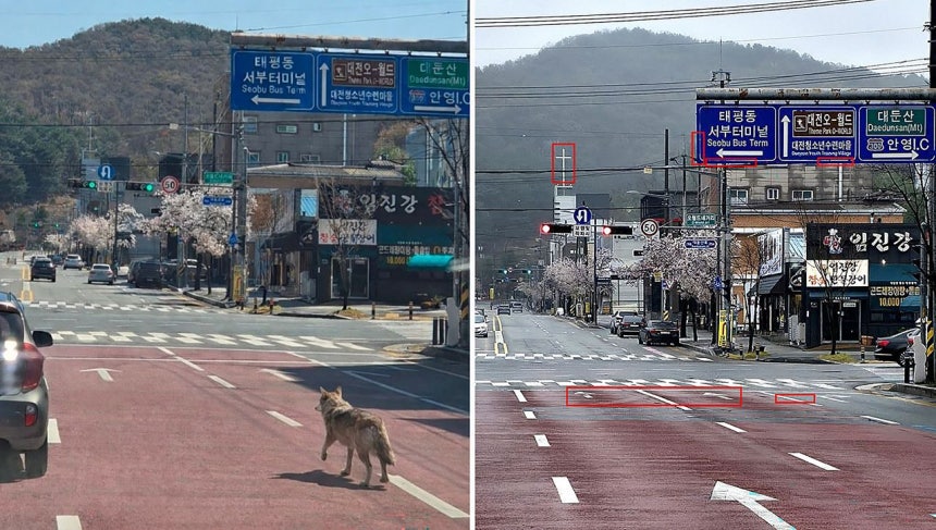 대전소방본부는 “지난 8일 배포한 오월드 사거리 늑대 사진(왼쪽)이 AI를 활용한 합성으로 의심된다”고 지난 10일 밝혔다. 당시 CCTV엔 늑대가 없었다. 오른쪽은 실제 현장 사진이다. 이정표 테두리와 교회 십자가