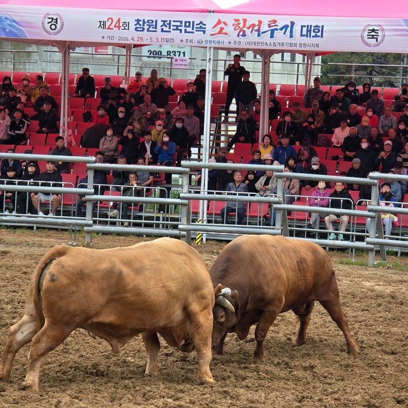 경제 살리기냐, 동물복지냐…소싸움, 지방선거 들이받다 [이슈추적]