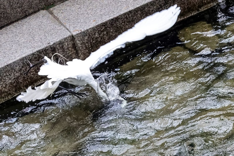 [한 컷] 청계천 강태공