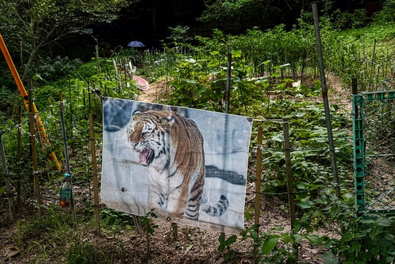 [한 컷] 사진 호랑이