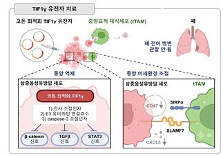 TIF1γ 유전자 치료.사진 서울대병원